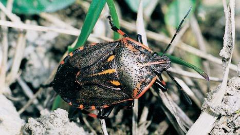 Bohatá lokalita teplomiln ch bezobratl ch. kostfiava Ïlábkatá (Festuca rupicola), alvûj luãní (Salvia pratensis) a. hajní (S.