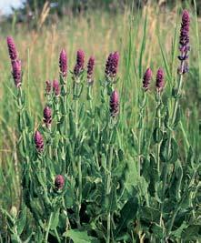 vulgaris) a dal í. Místy je hojn svefiep pfiím (Bromus erectus) a v dolní ãásti svahu ovsík vyv en (Arrhenatherum elatius).