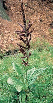 GEOLOGIE Svahy údolí tvofií kfiídové (svrchní cenoman a spodní turon) písãité slínovce a pískovce, na nichï dochází k sesuvûm. Jeden ze sesuvû je ivtomto území.