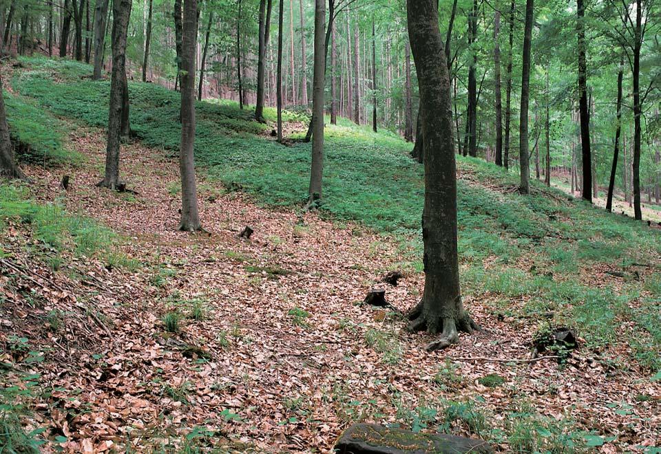 KVùTENA Lesní smí en porost roste na poloze pûvodní okroticové buãiny (Cephalanthero-Fagetum) z jejíhoï typického podrostu najdeme váleãku lesní (Brachypodium sylvaticum), tfitinu rákosovitou