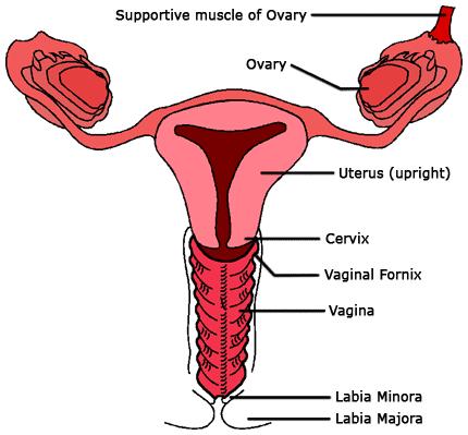 Clitoris (poštěváček) kavernózní orgán srovnatelný s penisem, který je velmi citlivý a jeho