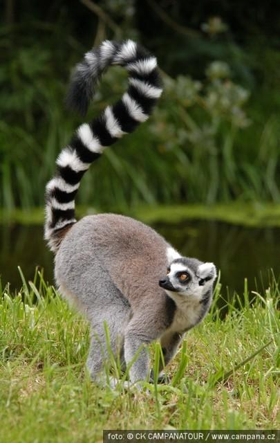 lemur kata lemur vari