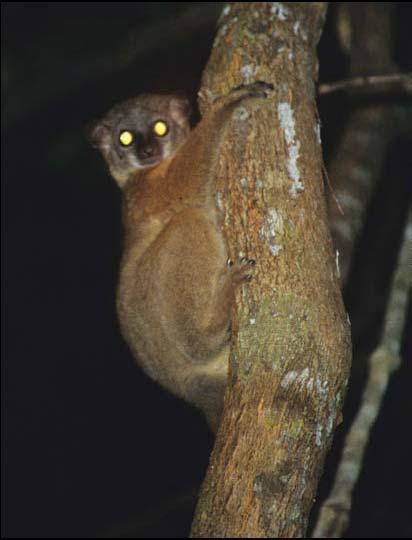 noční lemur -