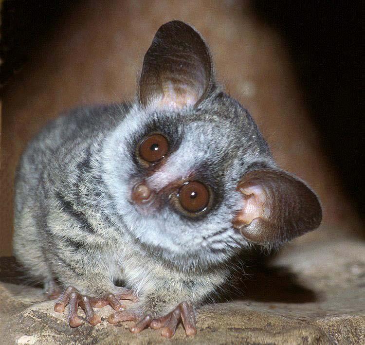 Galagonidae kombovití12 (Galago, Galagoides, Euoticus, Otolemus), Afrika, 36