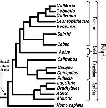 Cebidae malpovití(58),