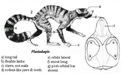 Archonta (Gregory 1910) Insectivora Dermoptera Chiroptera Scandentia Primates Archonta = Euarchonta + Insectivora + Chiroptera Scandentia - tany Dermoptera -