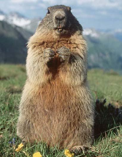 marmota