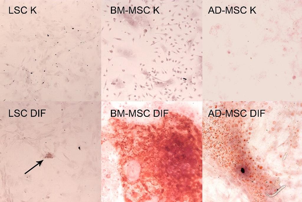 R e la tiv n í e x p re s e g e n u Obrázek 5: Adipogenní diferenciace Exprese genů pro gama receptor aktivovaný peroxisomovými proliferátory 2 (Pparg2) a adipsin (Adn) byla analyzována pomocí