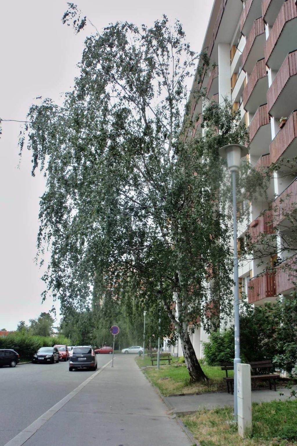 Příloha 1 Bylo vybráno několik fotografií bříz ve stresovaných podmínkách pro