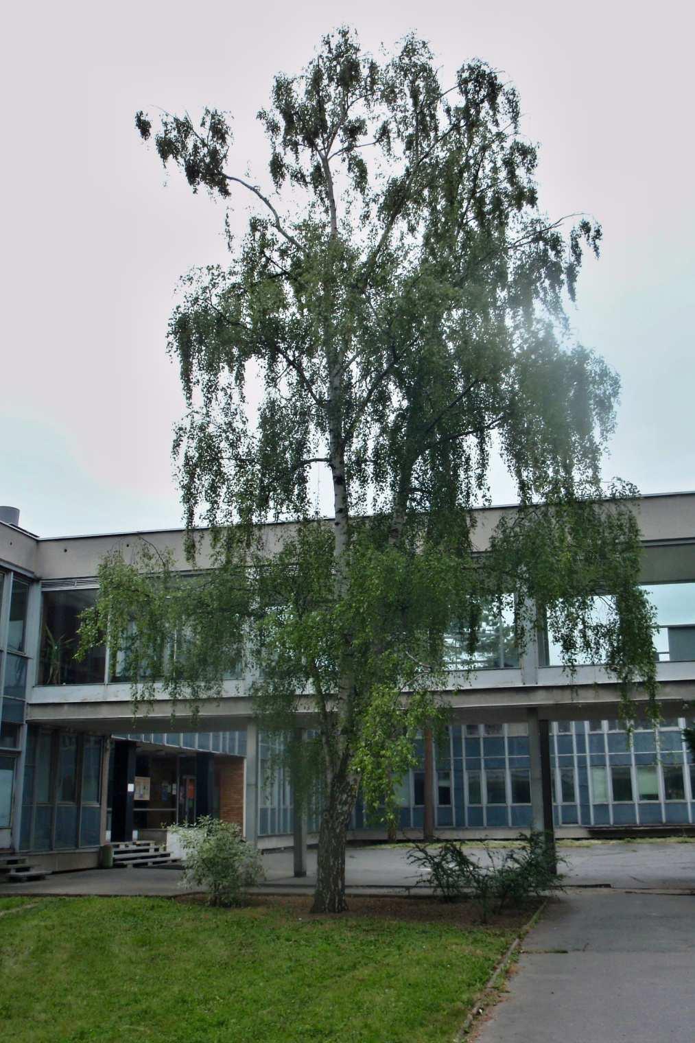 Obr. II Betula pendula