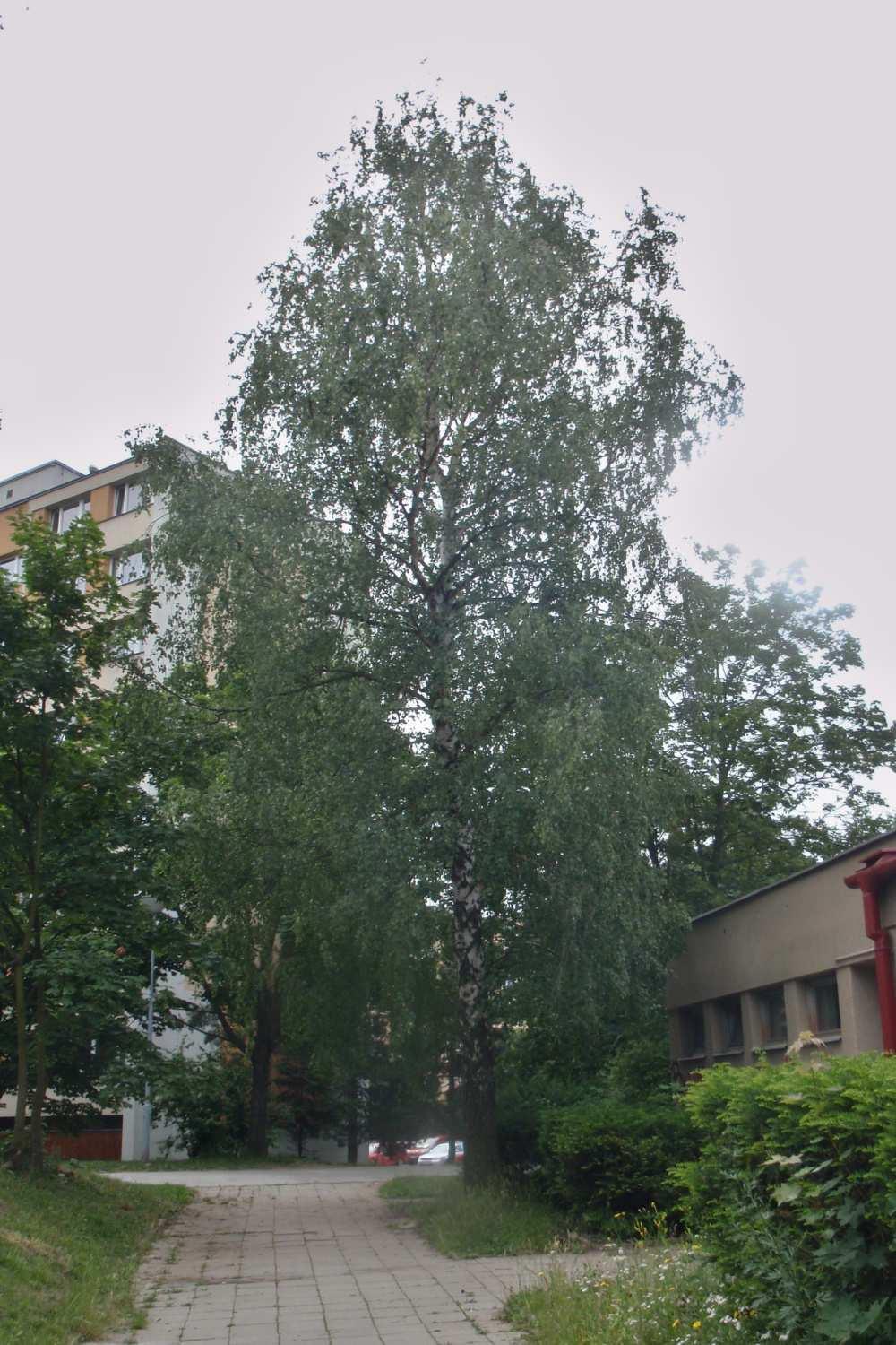 Obr. IV Betula pendula