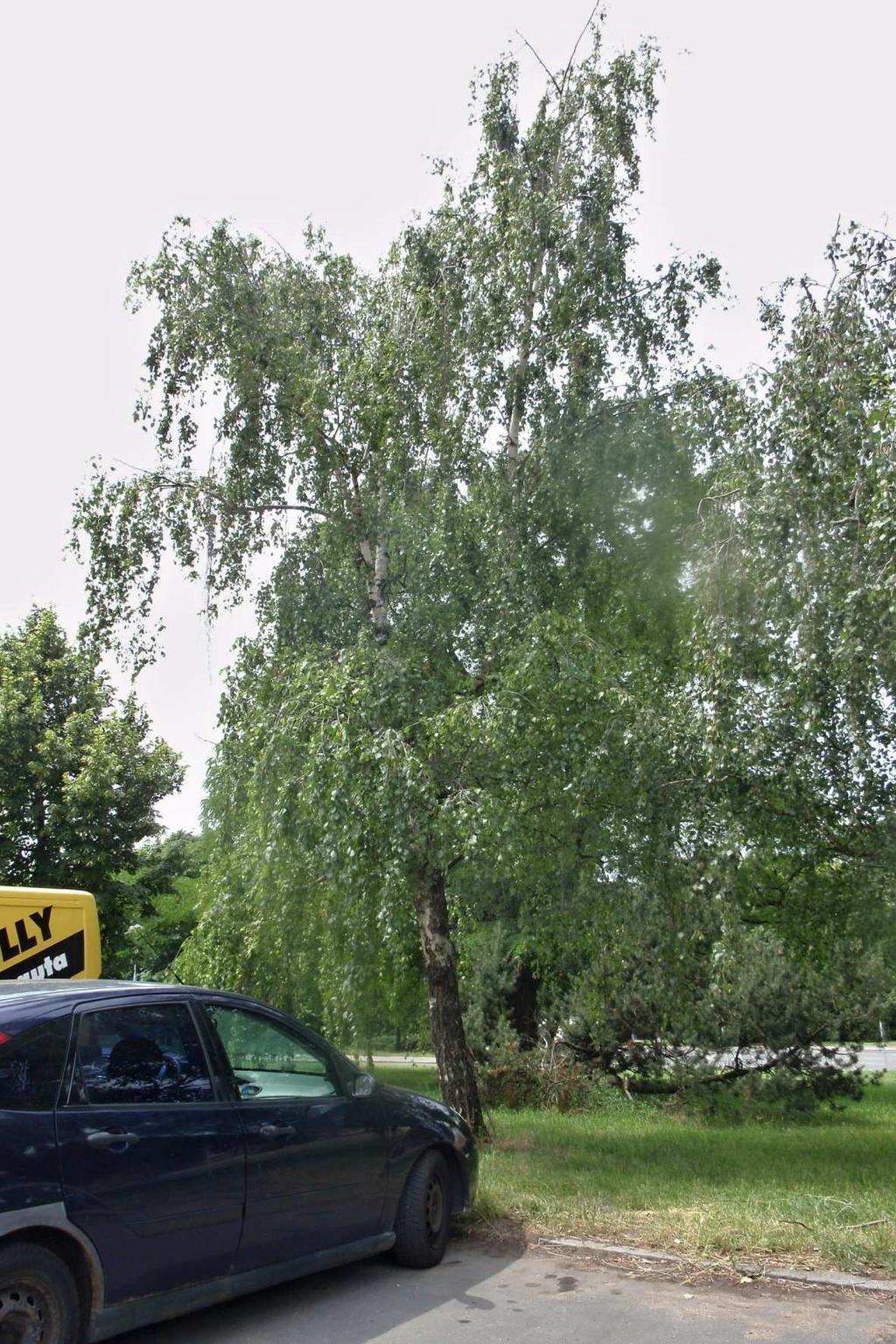 Obr. V Betula pendula