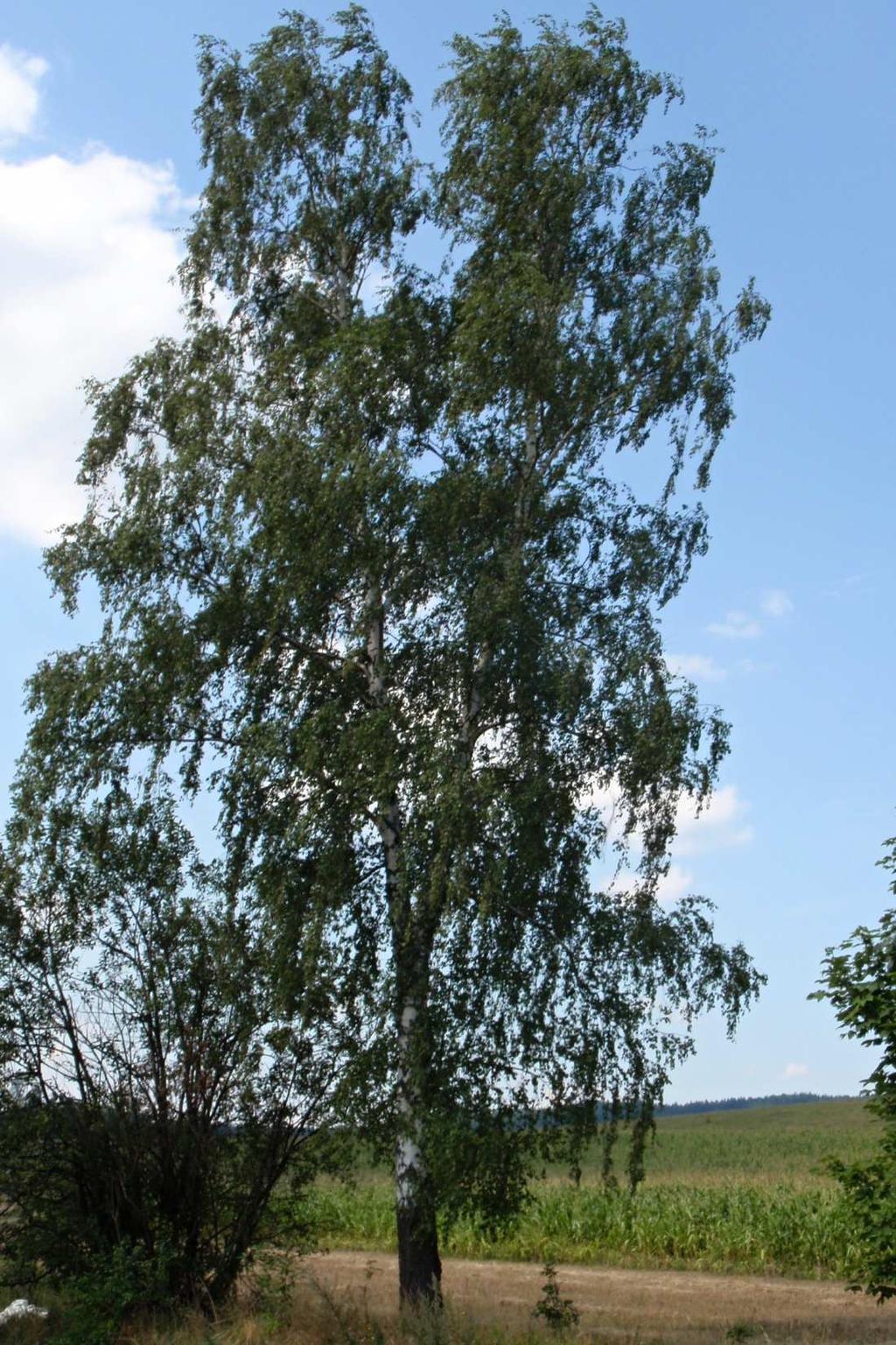 Příloha 2 Bylo vybráno několik fotografií pro představu, jak břízy