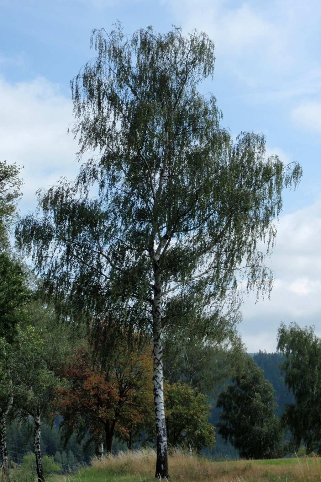 Obr. II Betula pendula