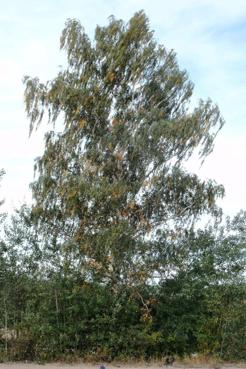 Obr. III Betula pendula