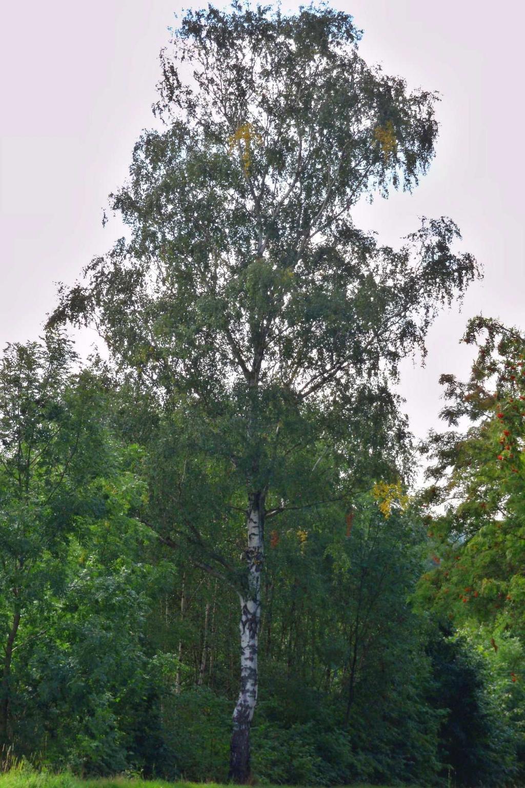 Obr. IV Betula pendula
