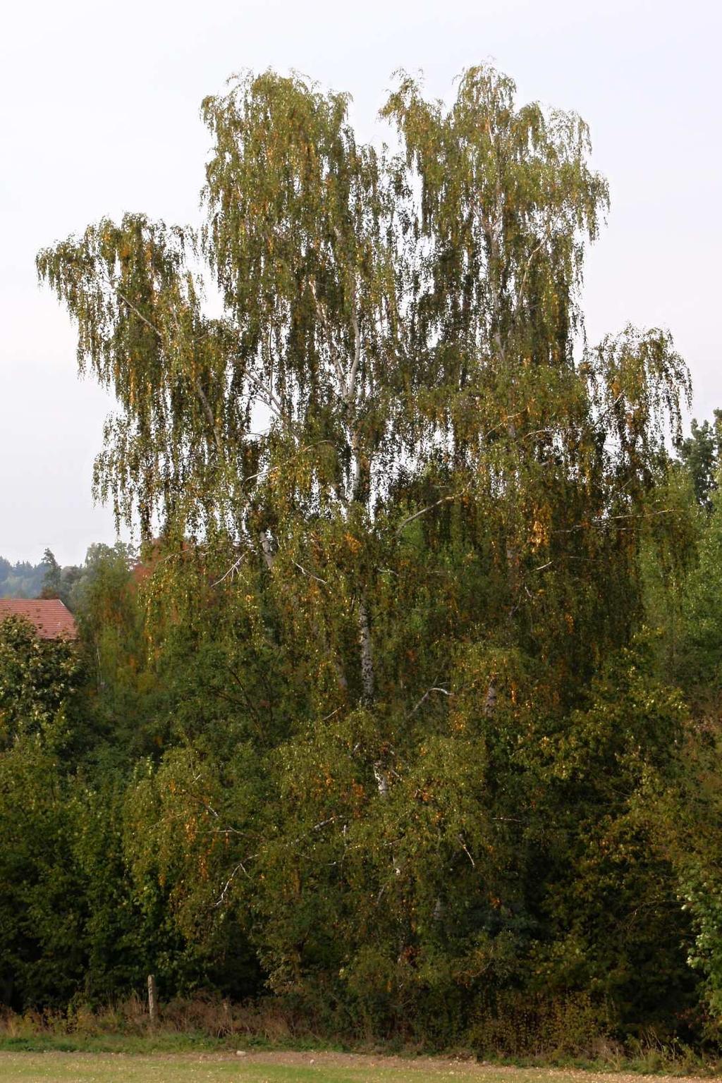 Obr. V Betula pendula