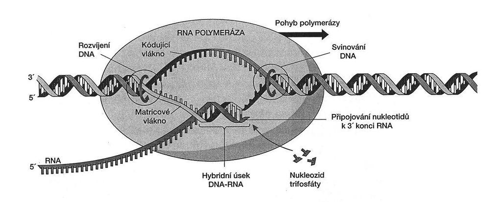 Pojem exprese genetické informace označuje sérii procesů, které se uskutečňují v průběhu realizace informace zakódované v pořadí nukleotidů. Prvním krokem vyjádření genetické informace je transkripce.