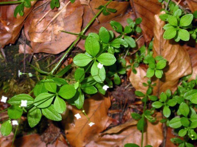 Svízel okrouhlolistý Bika hajní (Galium rotundifolium) (Luzula luzuloides) mesotrofní střední zásoba přístupných