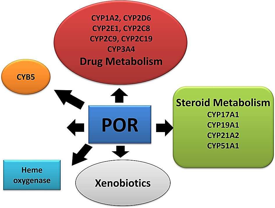 CYP450 Cytochrome P450 oxidoreduktáza v