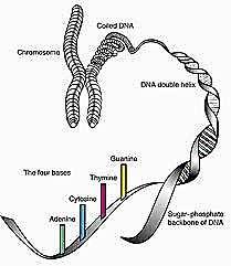 GENOM > 1m DNA 24 chromosomů, mtdna > 3,100,000,000 bp 20,000 25,000
