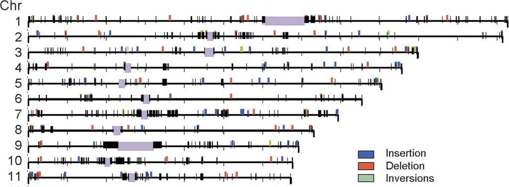 139 insertions, 102 deletions, and 56 inversions on each human chromosome