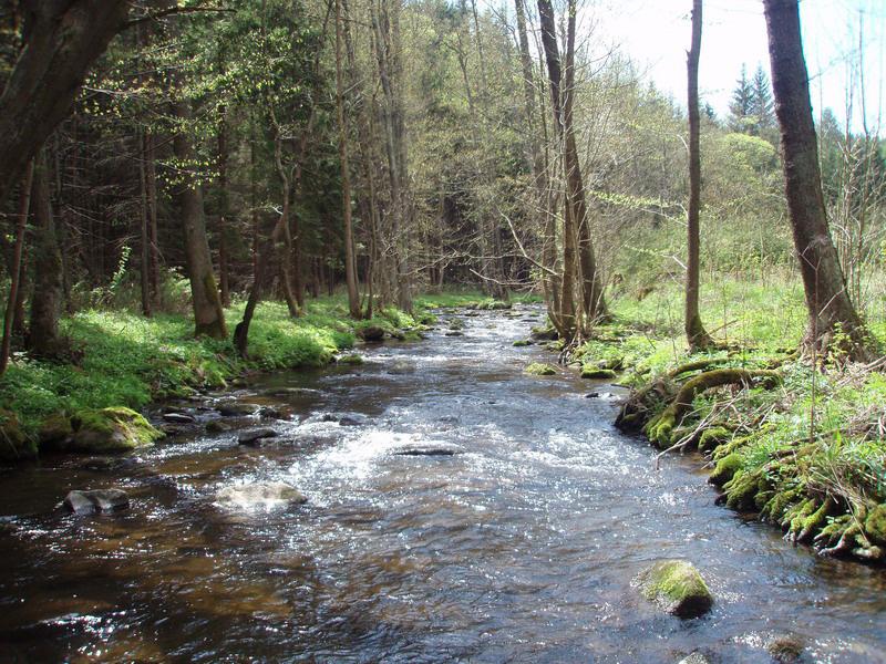 Hydrobiologická studie malého toku na
