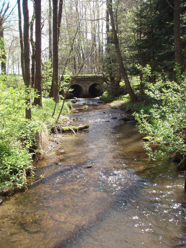 Hydrobiologická studie malého toku na Českomoravské vrchovině 217 6: Lokalita 5 Medlovka 6: Locality No.