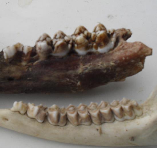 2: Nahoře: moláry prasete divokého (Sus scrofa), dole: moláry srnce obecného (Capreolus capreolus) Zdroj: vlastní Jméno Colobus pochází z řečtiny a