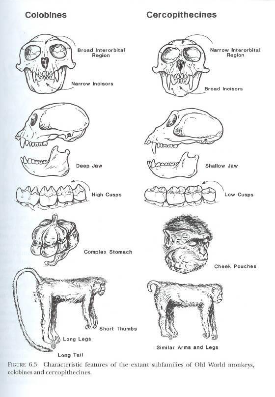 Obr. č. 4: Porovnání morfologických znaků mezi guerézami a kočkodany Zdroj: http://primateevolution.tripod.com/id15.