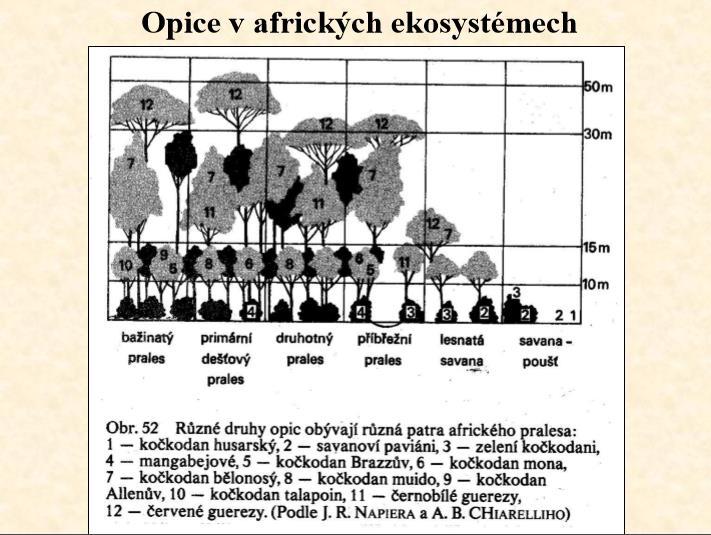 Obr. č. 5: Obsazení pater stromů opicemi Zdroj: Vančata: Primatologie 7 2.1. Druhy chované v České republice V České republice se v současné době chovají tři druhy gueréz.