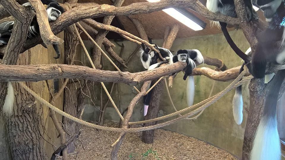2.1.1. ZOO Praha - gueréza pláštíková Přes den jsou jedinci ve výběhu, kde mají přístup k listům stromů rostoucích na ploše přibližně 600 m 2.