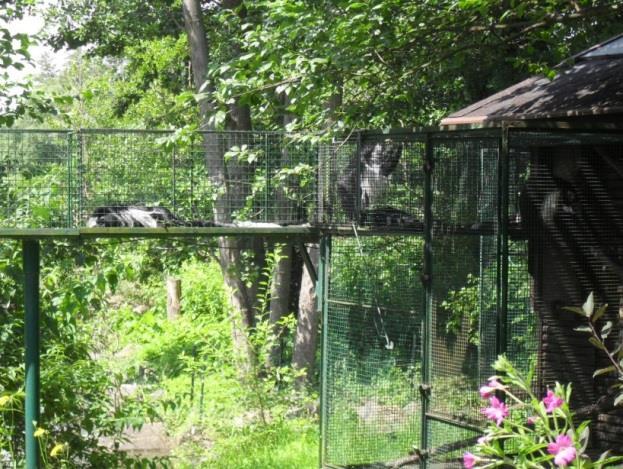 Ubikace je vybavena deskami na odpočívání a krmení, dále jsou zde umístěny svislé a na ně vodorovně napojené větve, které také slouží pro odpočívání, dovádění a přijímání potravy.