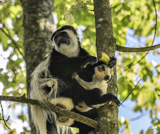 johnii), hulman tmavý (Trachypithecus obscurus), hulman indočínský (Trachypithecus phayrei), hulman chocholatý (Trachypithecus pileatus), hulman rudolící (Trachypithecus vetulus) Potrava: mladé listy