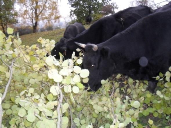 osikovému a dubovému listí dávají přednost před pastvou (obr. č. 15, 16).