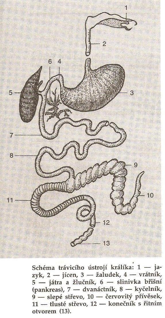 6. Trávení celulózy - obecně A)Trávení celulózy u nepřežvýkavců, s výjimkou hulmanovitých Vlastní trávení celulózy u nepřežvýkavých herbivorů dochází až v tlustém střevě (obr. č. 19).