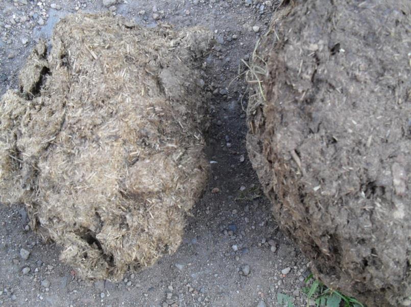 Při odebírání vzorků je nutno počkat určitou dobu od změny krmné dávky, i když se uvádí, že změna ze zelené píce na seno nemá vliv na bachorovou mikroflóru.