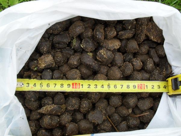 i guerézy obecně málo přijímají vodu. Naproti tomu pratur předchůdce skotu, pil poměrně dost, nehrozilo mu u napajedel ohrožení ze strany predátorů.