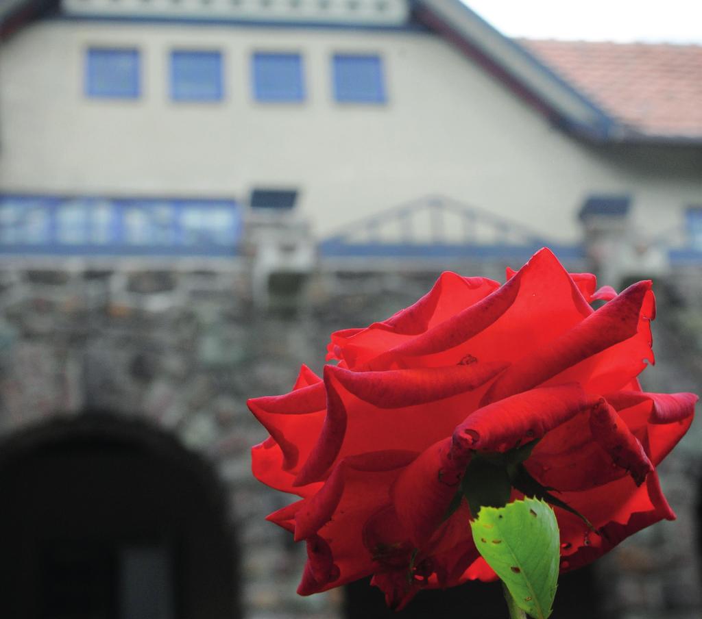 CIBULKA, RŮŽE NEBO TULIPÁN Ornament je starý jako výtvarné umění samo. Ale co to vlastně je, z čeho vychází? V Jurkovičově vile si ukážeme příklady původního lidového i secesního ornamentu.