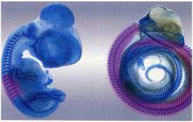 embrya, evo-devo,