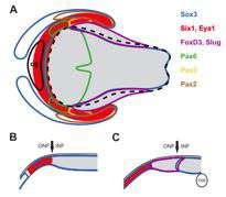 neurulace - mechanismus EMT -