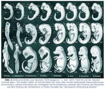 1859: Darwinismus evoluce jako common descent with modification "Embryology is to me by far the strongest single class of facts in favor of change of forms.