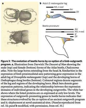 - Deep Homology - Cooption of preexisting