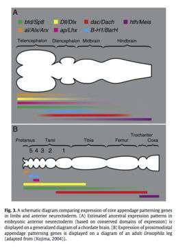 - Deep Homology - Cooption of preexisting