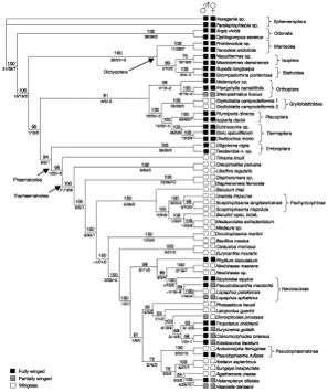 Re-evoluce komplexních znaků skrz ontogenetickou paměť?