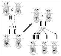 1859: Darwinismus evoluce jako common descent with modification Klasická (deskriptivní) embryologie: é poskytování důkazů evoluce (Darwinův common descent ) ê objevování či testování embryonálních