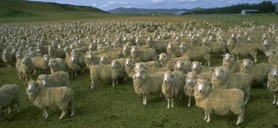 Domestikace ovce domácí Původ ovce domácí je pro vědce i v současné době tvrdým oříškem.