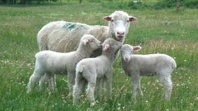 Argali (Ovis ammon) - po něm dostala ovce domácí své latinské jméno.