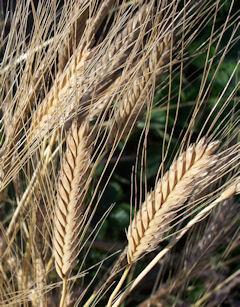 Obiloviny kulturní trávy pšenice žito