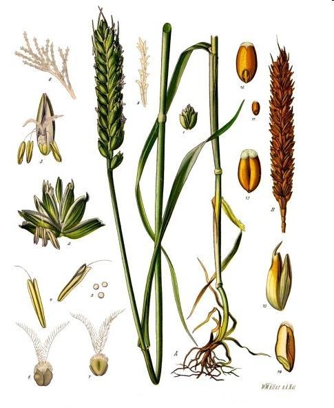 Pšenice Detailní genetická analýza 68 pěstovaných odrůd a 261 divoce rostoucích kmenů
